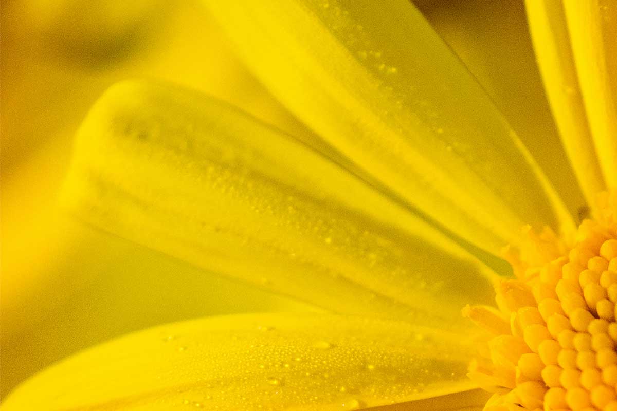 amarillo